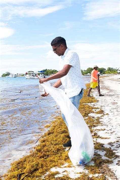 When it reaches the coasts of 30 countries to date, it decomposes and decimates fauna, flora and coral, with serious consequences for the environment, the economy and health. . Sargassum negril jamaica
